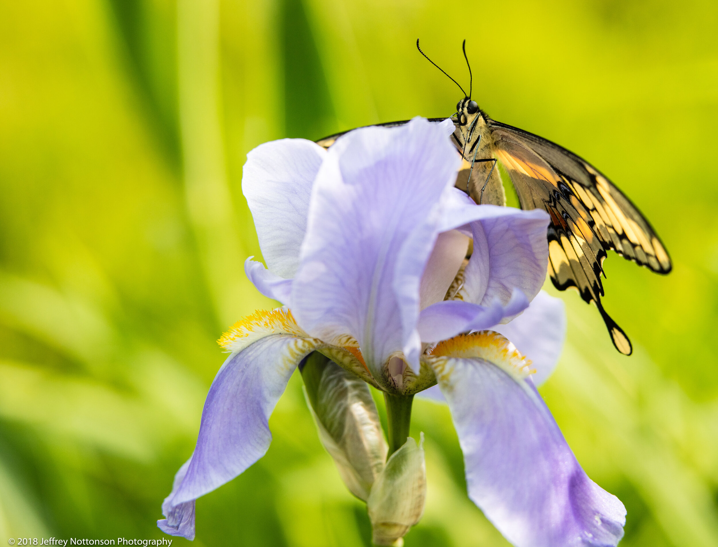 butterfly iris